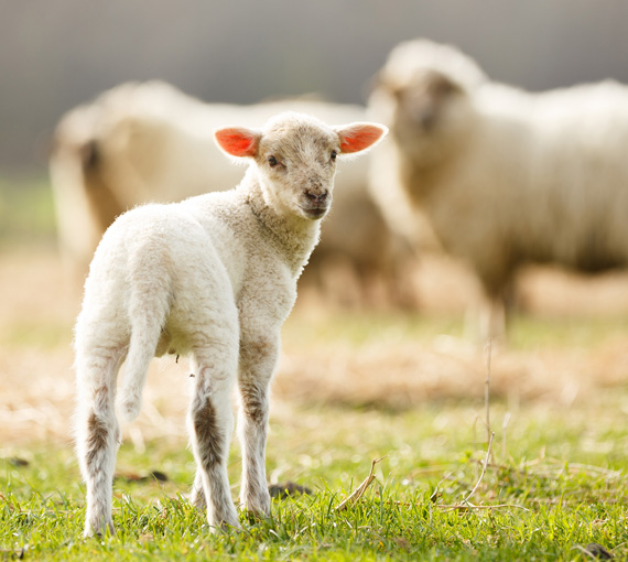 Wol in handschoenen, wanten, schoenen en pantoffels